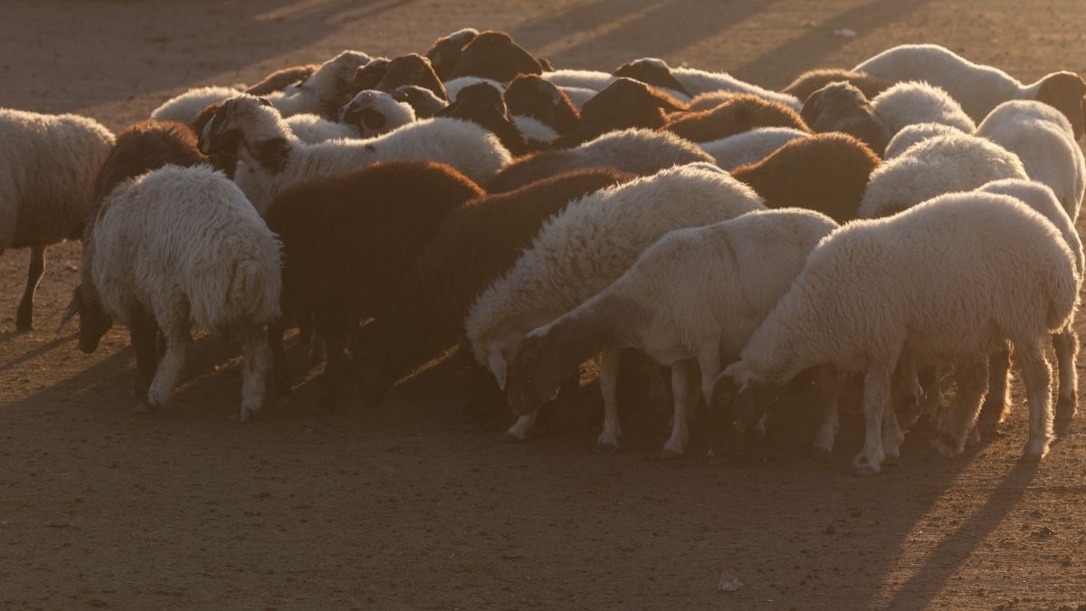 Understanding Qurban: Fulfilling Spiritual Obligations In Islam
