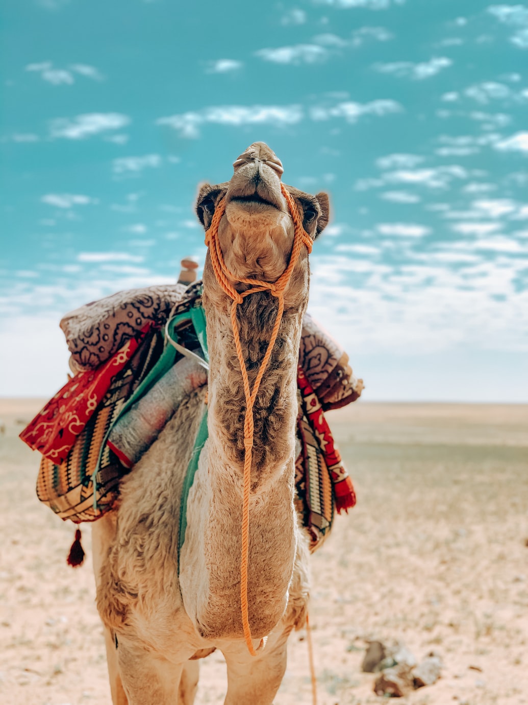 photo 1615720179640 4108e75055e9 How a Camel Taught Me to Deal with Anxiety