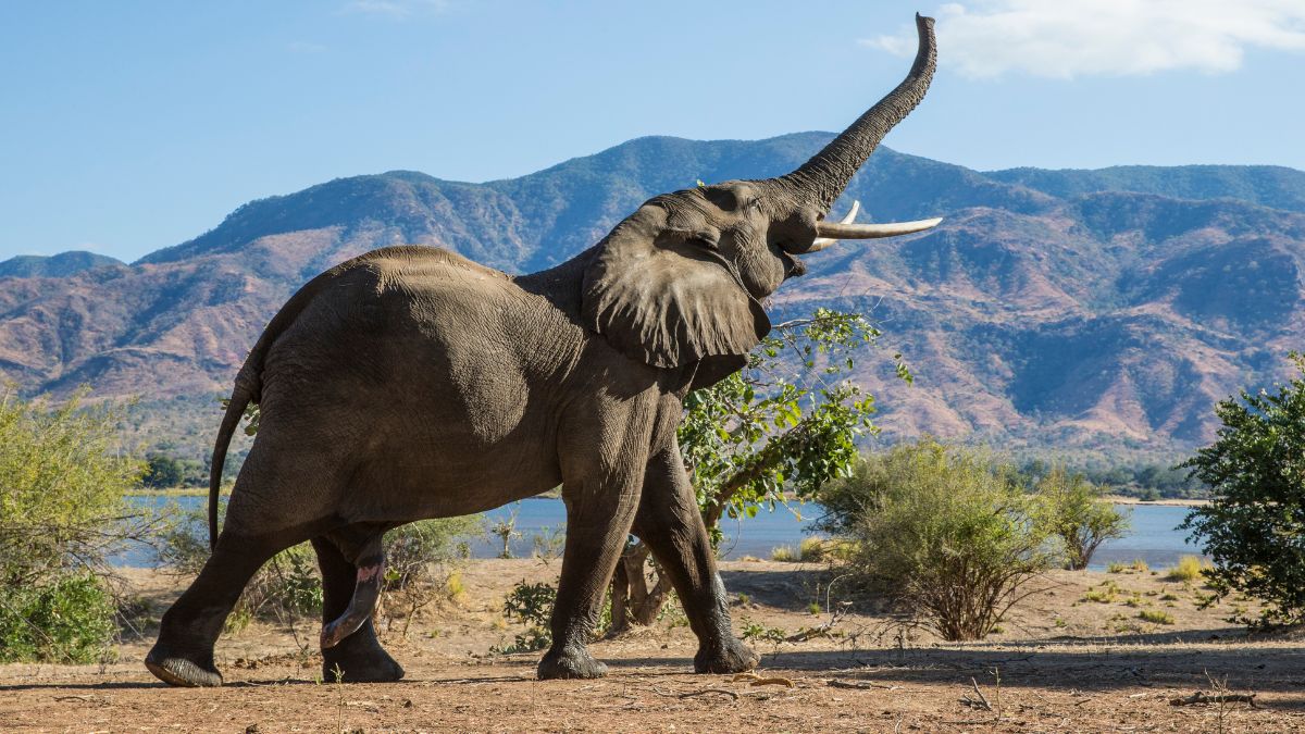 Surah Al-Fil: Unveiling the Divine Intervention in the Year of the Elephant