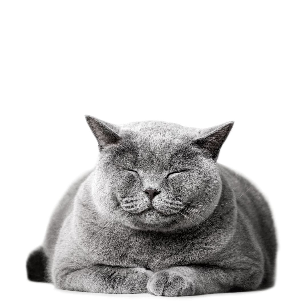 a  grey smiling cat